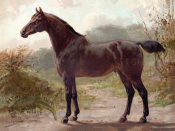 Oldenburger Horse by Eerelman